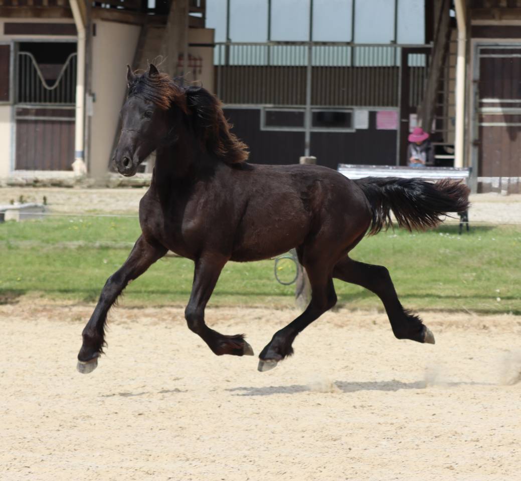 Puledra Frisone In vendita 2025 Nero ,  Alwin 469 Sport AAA PREF