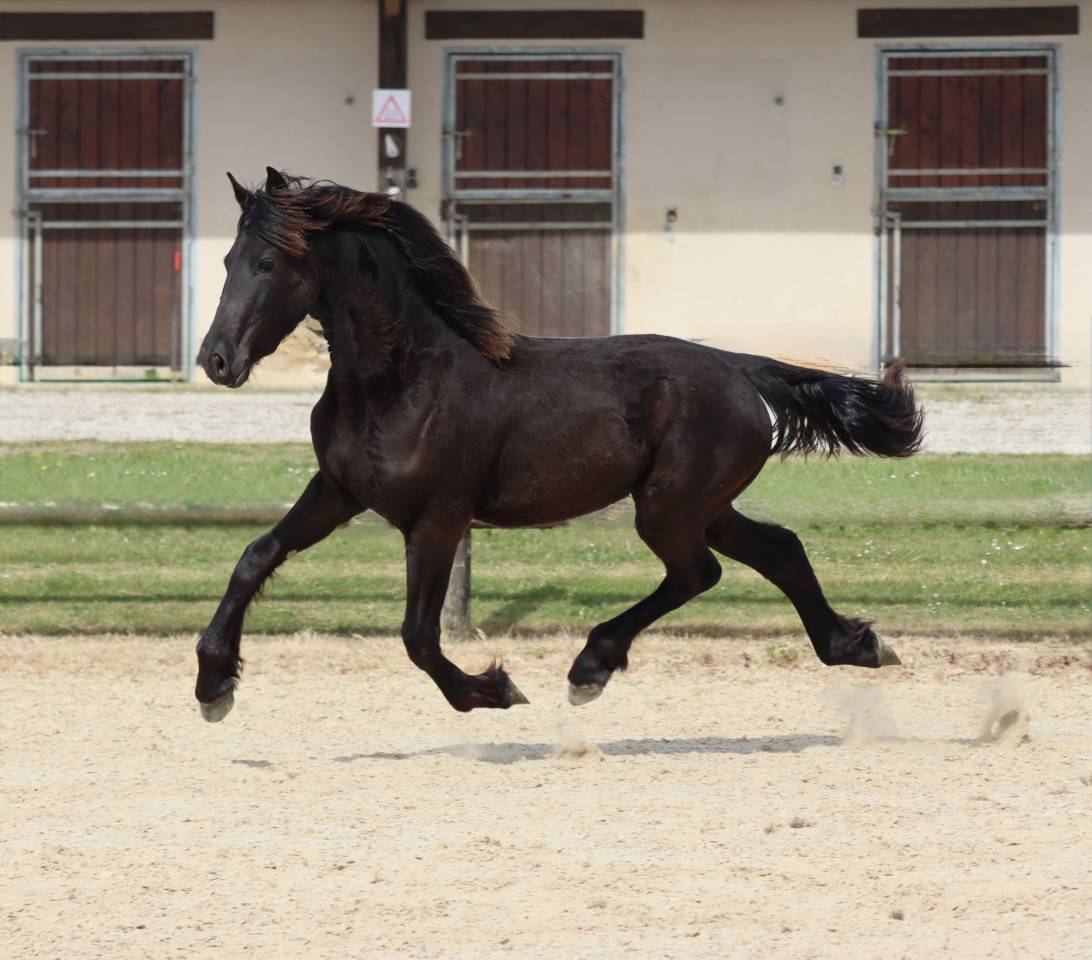 Puledra Frisone In vendita 2025 Nero ,  Alwin 469 Sport AAA PREF