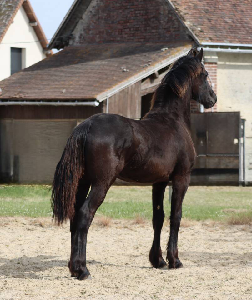 Puledra Frisone In vendita 2025 Nero ,  Alwin 469 Sport AAA PREF