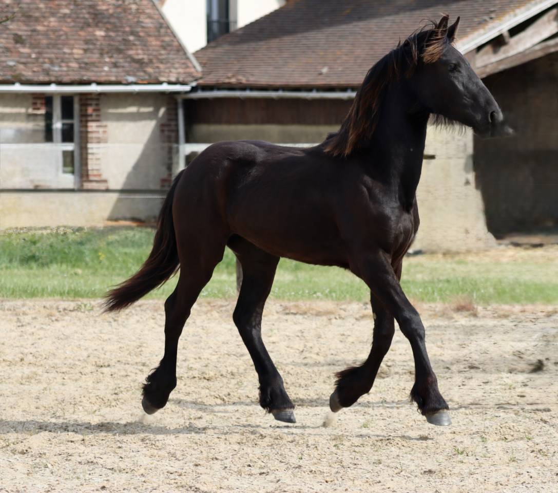 Puledra Frisone In vendita 2025 Nero ,  Alwin 469 Sport AAA PREF