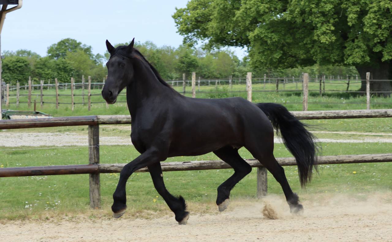Cavalla Arabo Frisone In vendita 2012 Nero ,  Yk Dark Danilo Stb Sport
