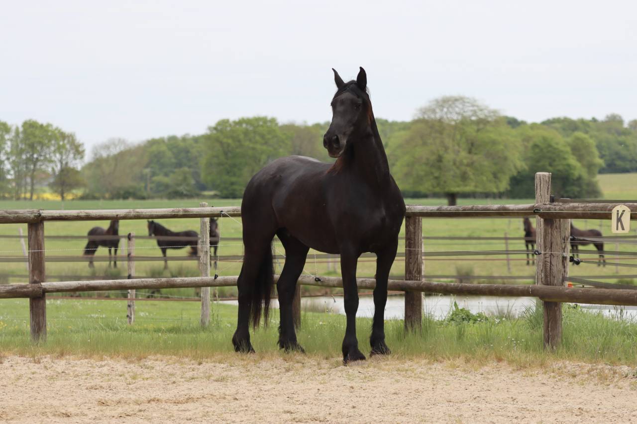 Cavalla Arabo Frisone In vendita 2012 Nero ,  Yk Dark Danilo Stb Sport