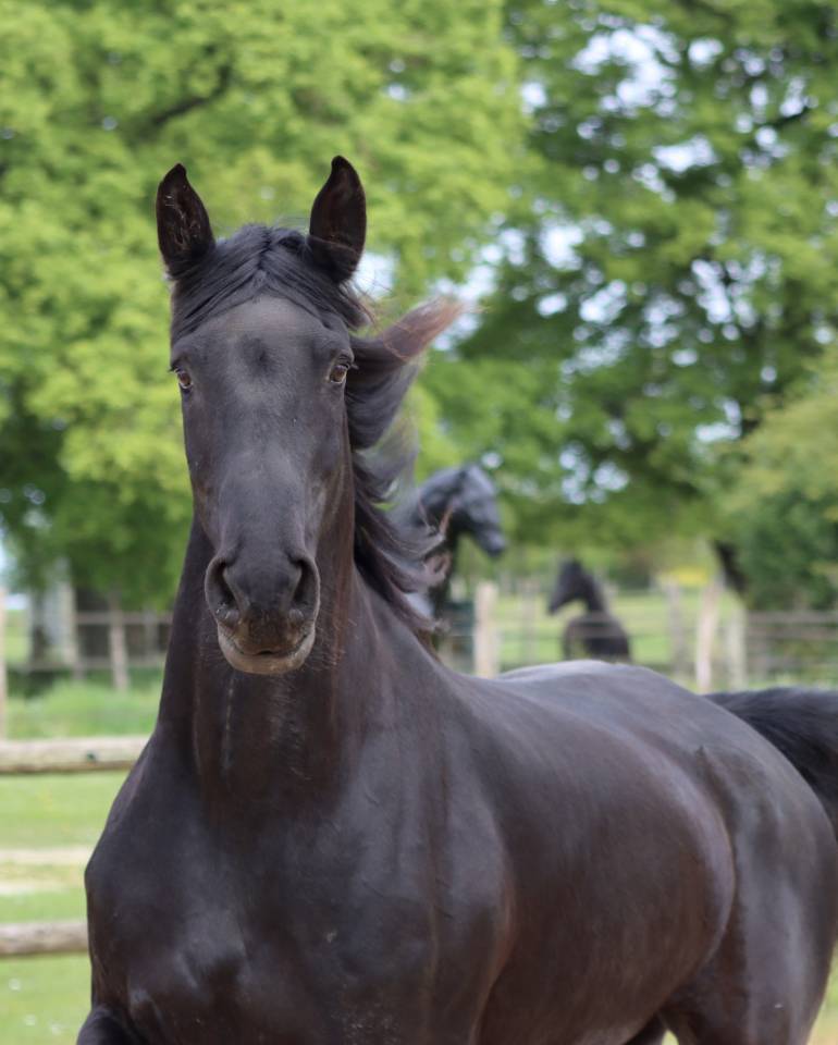 Cavalla Arabo Frisone In vendita 2012 Nero ,  Yk Dark Danilo Stb Sport