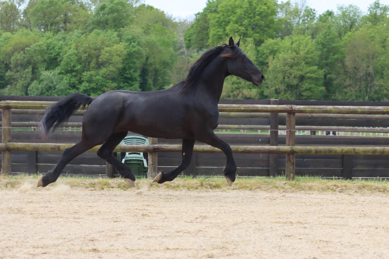 Cavalla Arabo Frisone In vendita 2012 Nero ,  Yk Dark Danilo Stb Sport