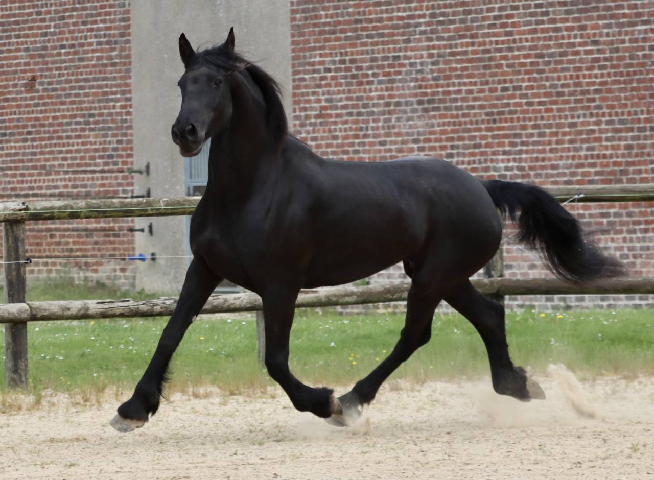 Cavalla Arabo Frisone In vendita 2012 Nero ,  Yk Dark Danilo Stb Sport