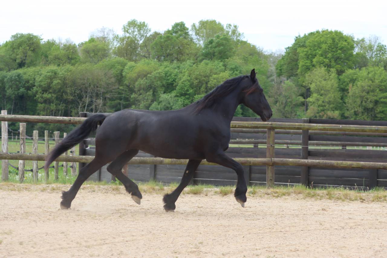 Cavalla Arabo Frisone In vendita 2012 Nero ,  Yk Dark Danilo Stb Sport