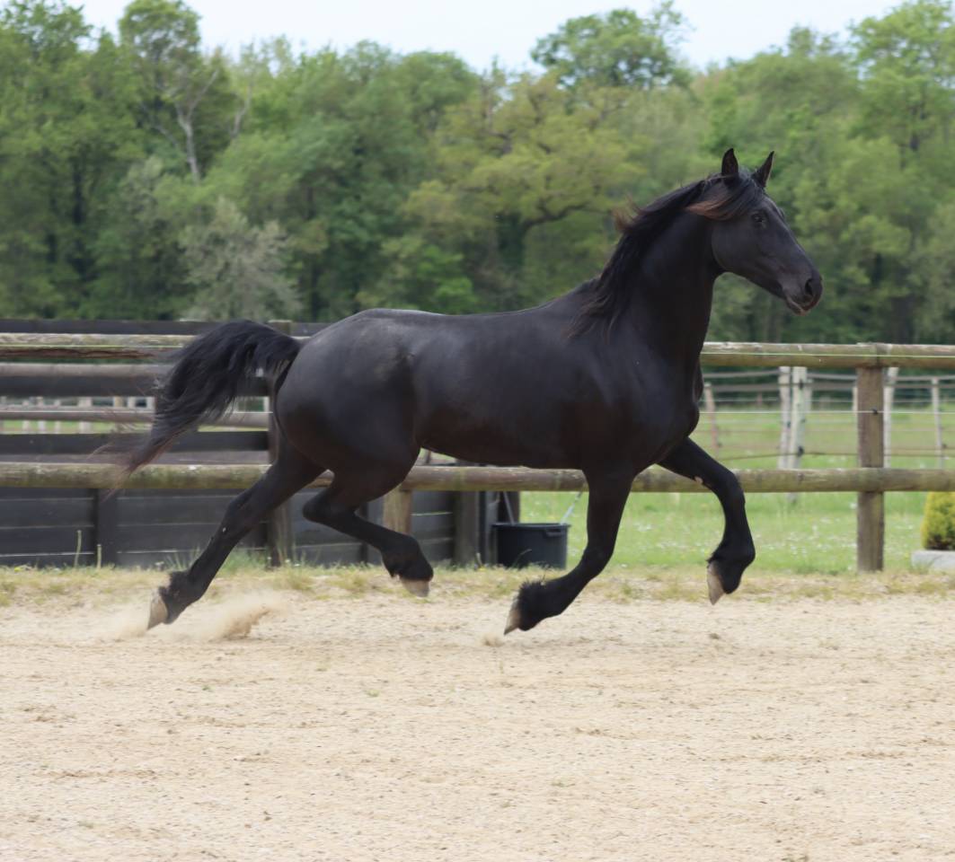 Cavalla Arabo Frisone In vendita 2012 Nero ,  Yk Dark Danilo Stb Sport