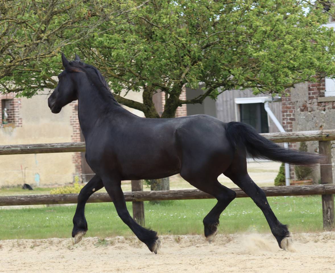 Cavalla Arabo Frisone In vendita 2012 Nero ,  Yk Dark Danilo Stb Sport