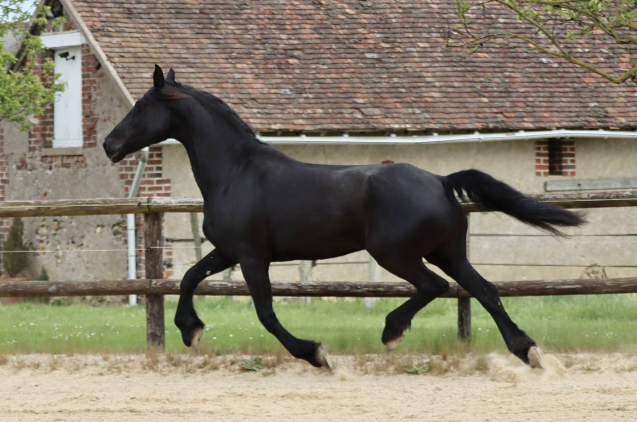 Cavalla Arabo Frisone In vendita 2012 Nero ,  Yk Dark Danilo Stb Sport