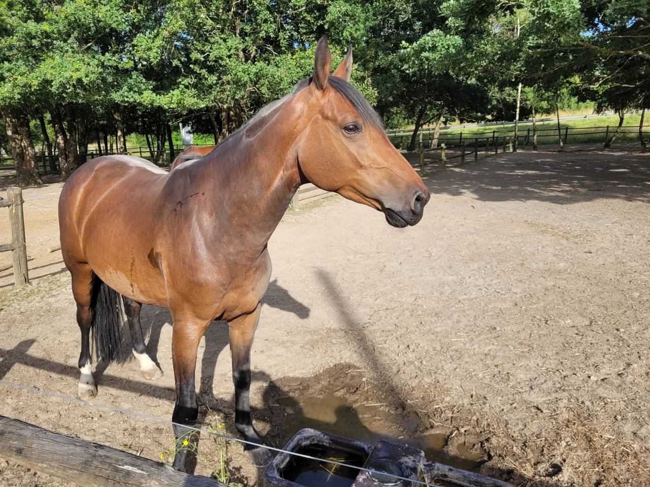 Cavalla Sella Francese In vendita 2019 Baio ,  Conte Bellini