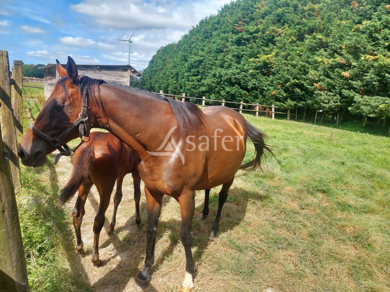 Propriet&agrave; equestre In vendita Loire-Atlantique