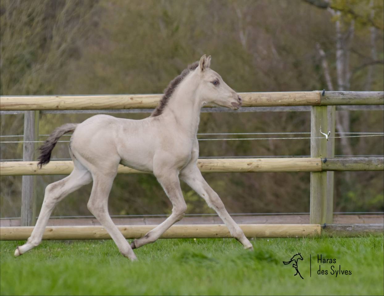 Puledro KWPN Cavallo da Sport Neerlandese In vendita 2026 Altro colore