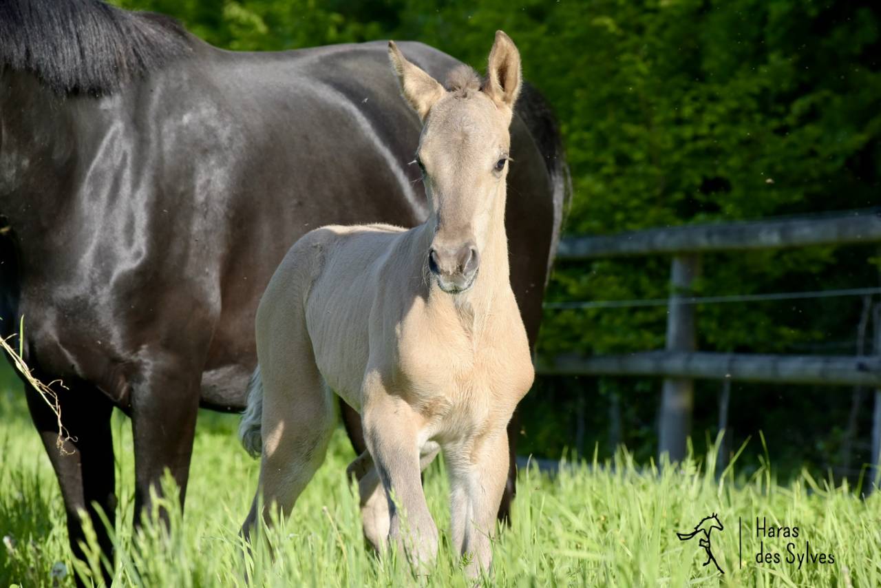 Puledro KWPN Cavallo da Sport Neerlandese In vendita 2026 Altro colore