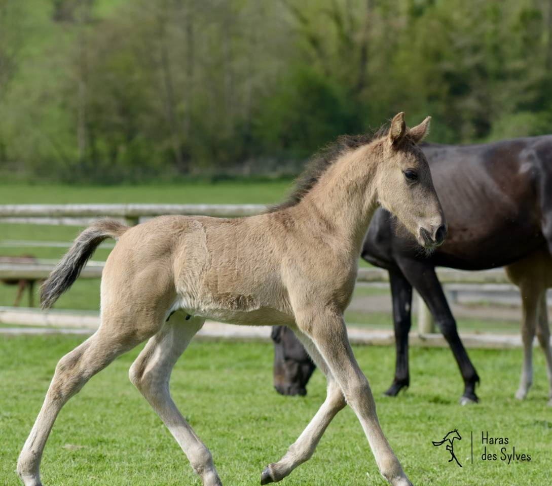 Puledro KWPN Cavallo da Sport Neerlandese In vendita 2026 Altro colore