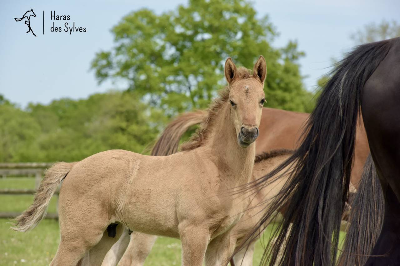 Puledro KWPN Cavallo da Sport Neerlandese In vendita 2026 Altro colore