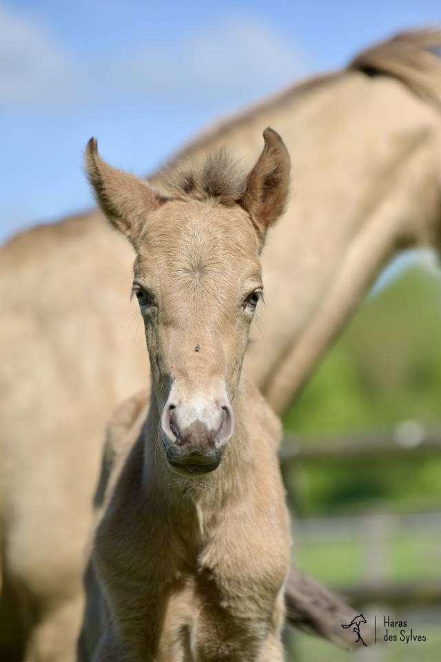 Puledro KWPN Cavallo da Sport Neerlandese In vendita 2026 Altro colore
