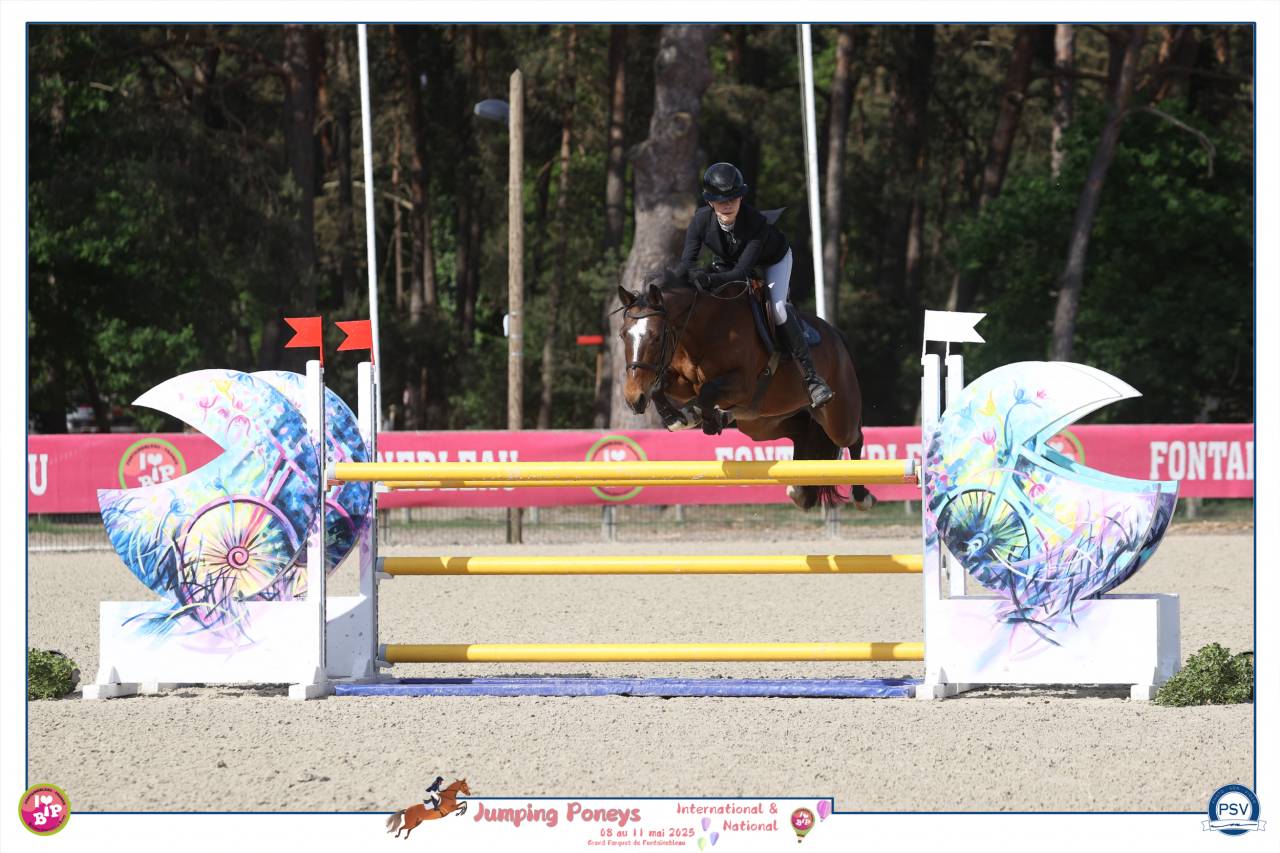 Cavalla PFS Pony Francese da Sella In vendita 2012 Baio