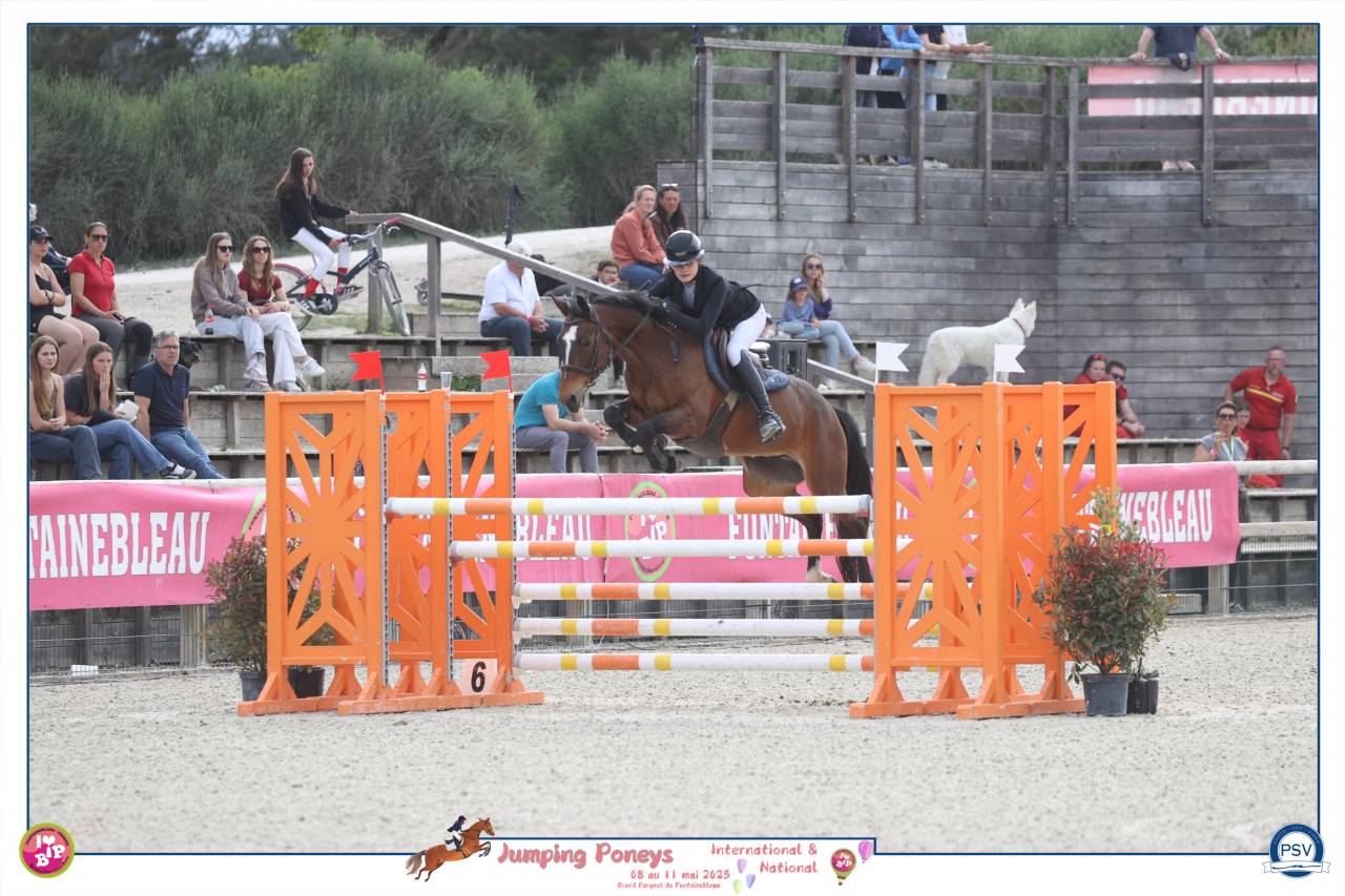 Cavalla PFS Pony Francese da Sella In vendita 2012 Baio