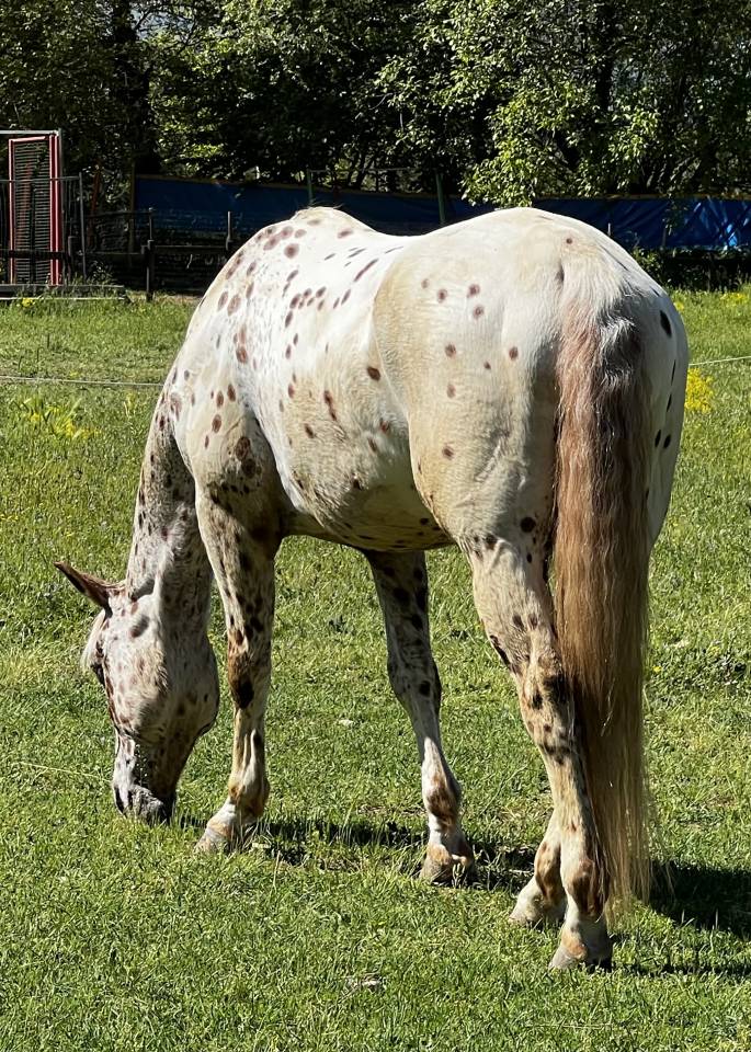 Castrone Appaloosa Leopard