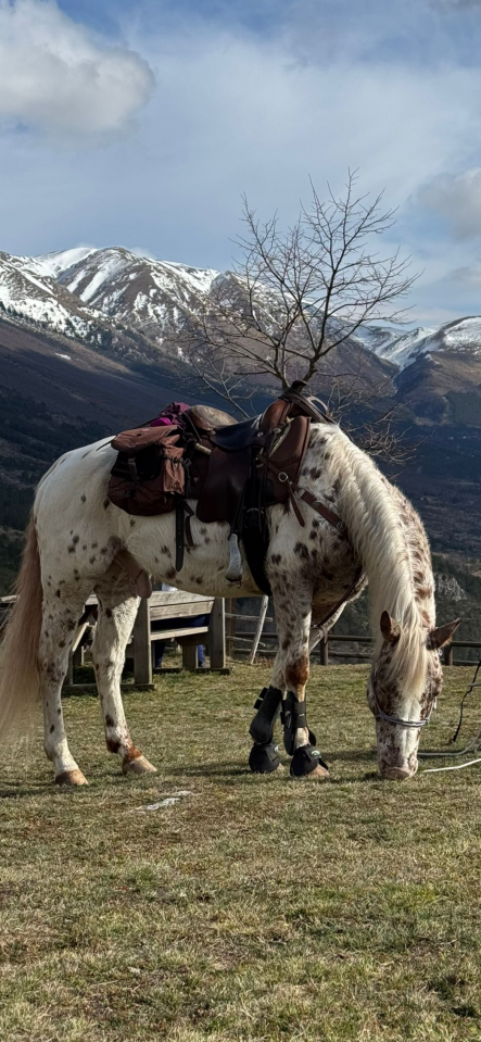Castrone Appaloosa Leopard