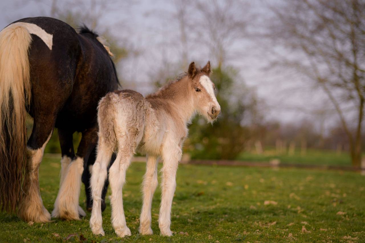 Puledro Gypsy Cob In vendita 2026 Crine lavato
