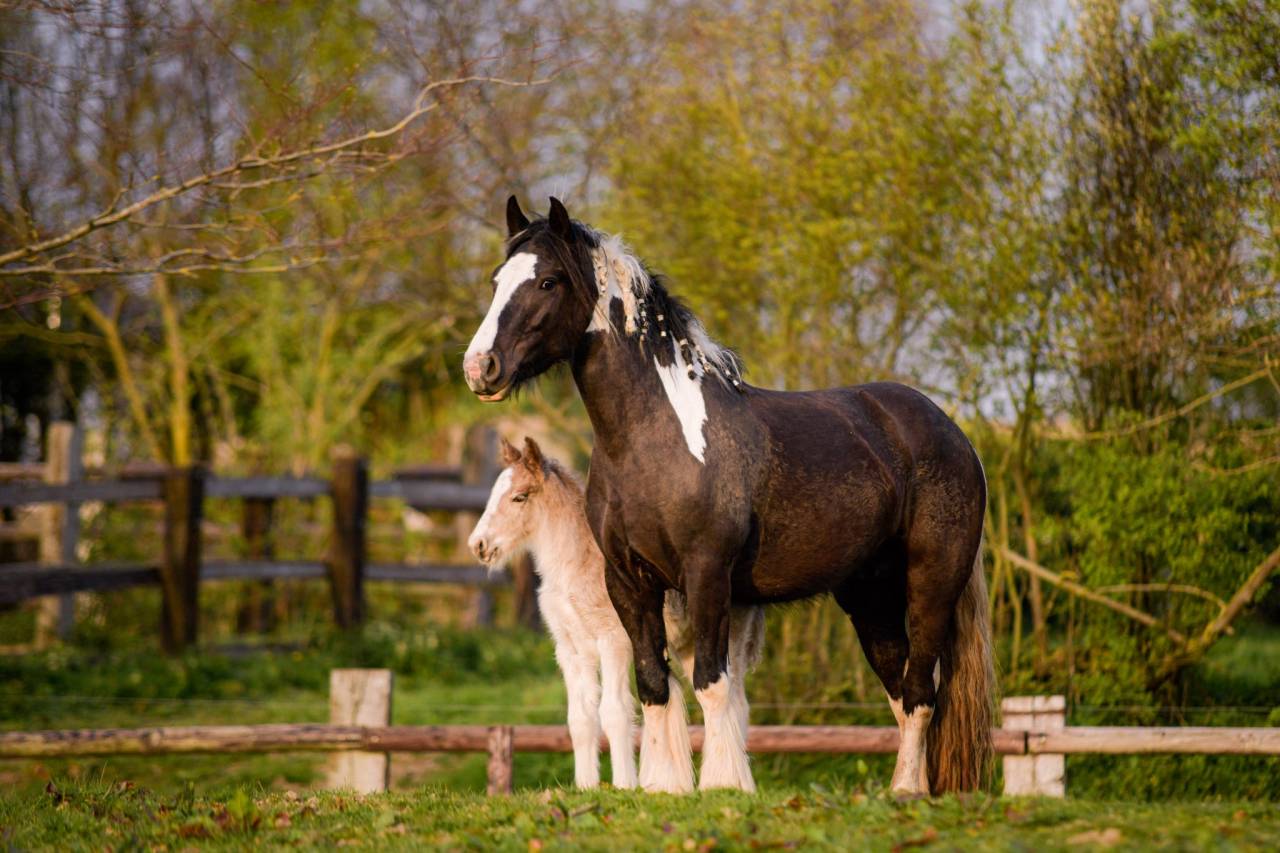 Puledro Gypsy Cob In vendita 2026 Crine lavato