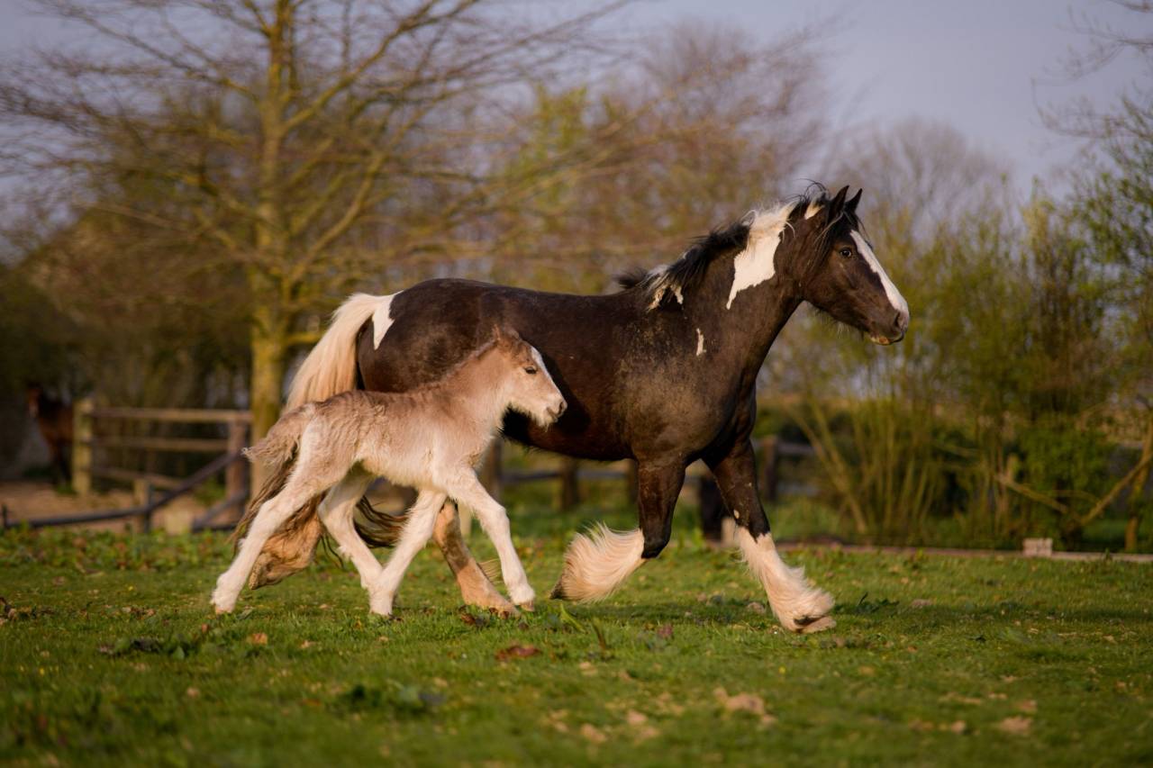 Puledro Gypsy Cob In vendita 2026 Crine lavato