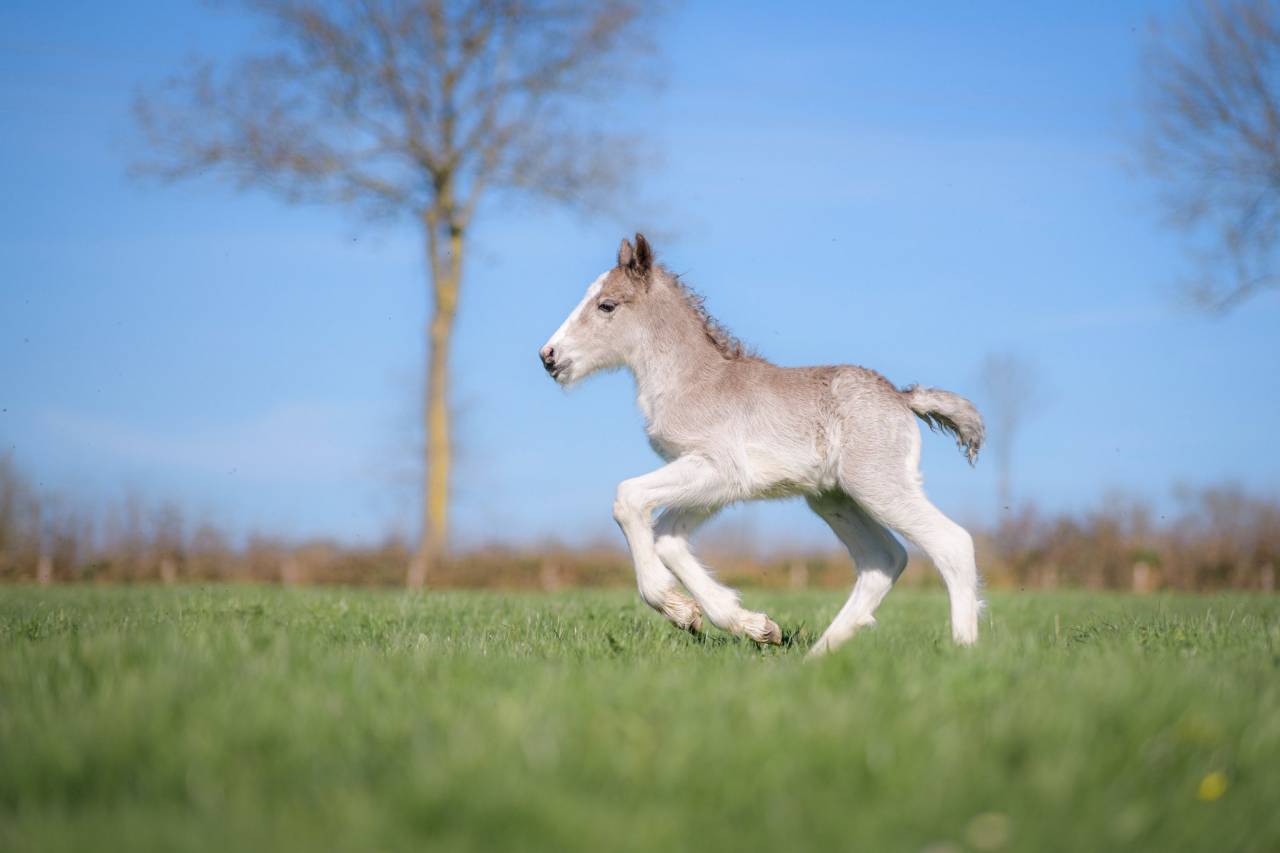 Puledro Gypsy Cob In vendita 2026 Crine lavato