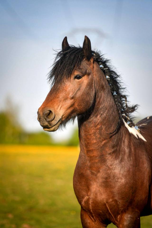 Talisman - Gypsy Cob 2022