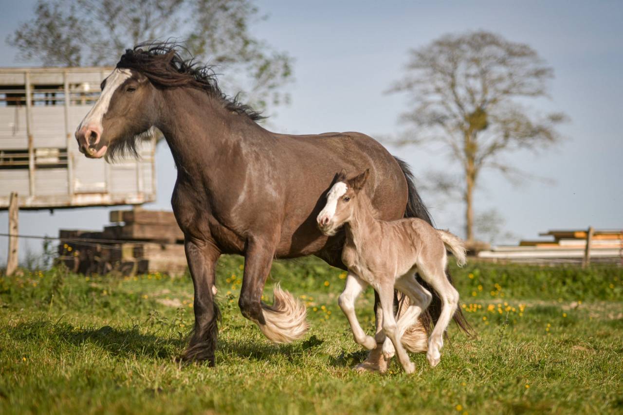 Puledra Gypsy Cob In vendita 2026 Crine lavato
