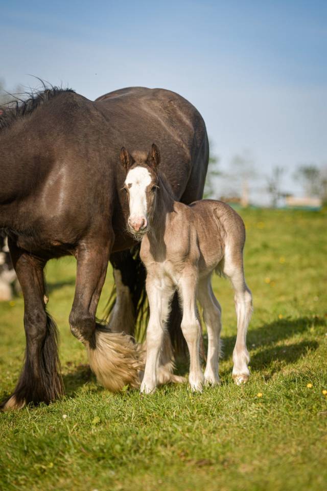 Puledra Gypsy Cob In vendita 2026 Crine lavato