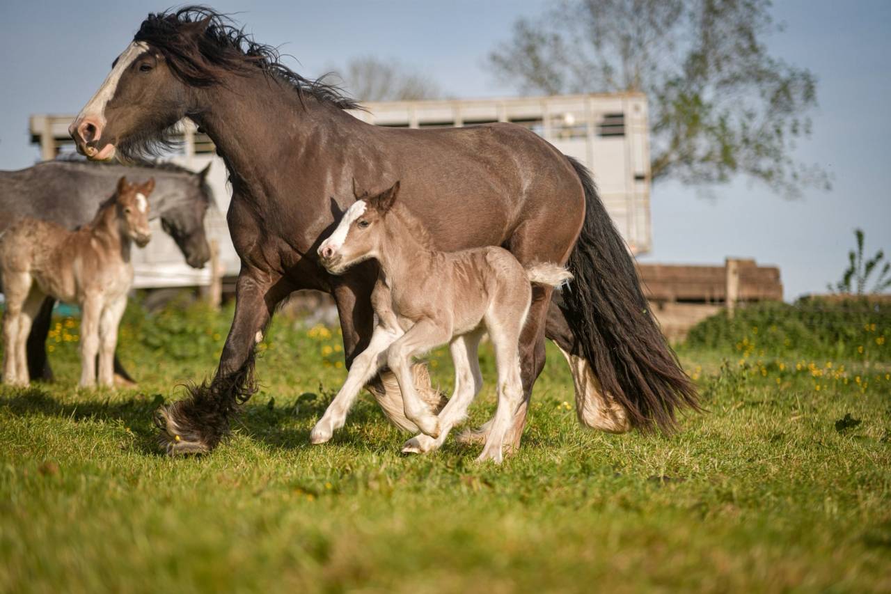 Puledra Gypsy Cob In vendita 2026 Crine lavato