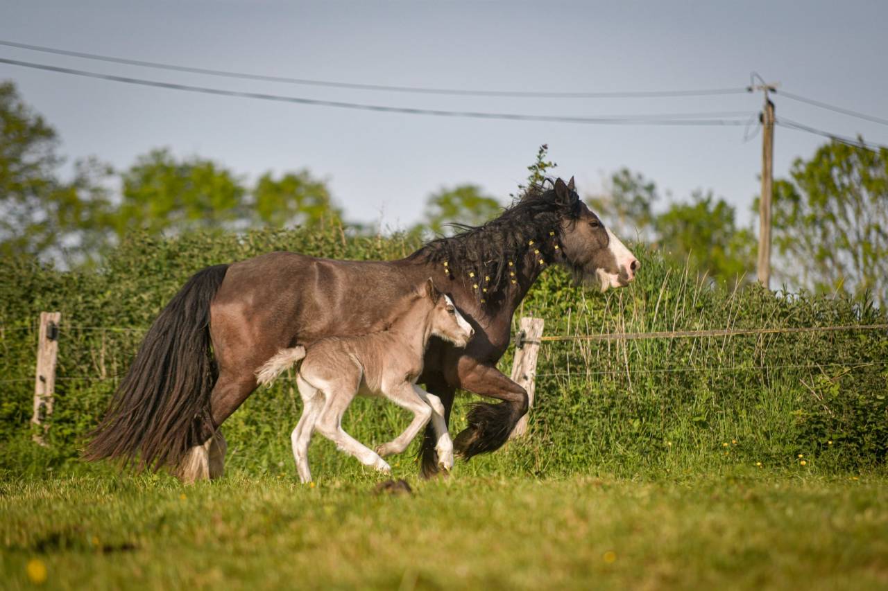 Puledra Gypsy Cob In vendita 2026 Crine lavato
