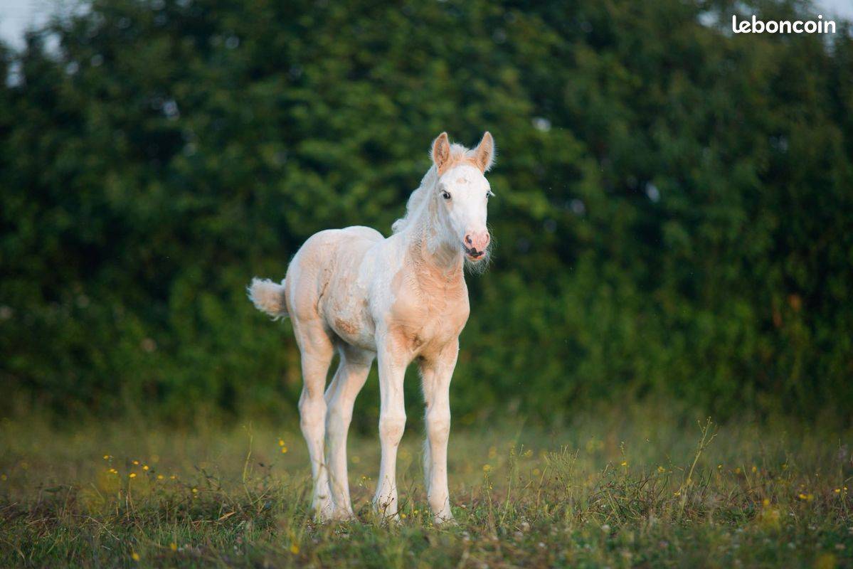 Puledra Gypsy Cob In vendita 2025 Palomino