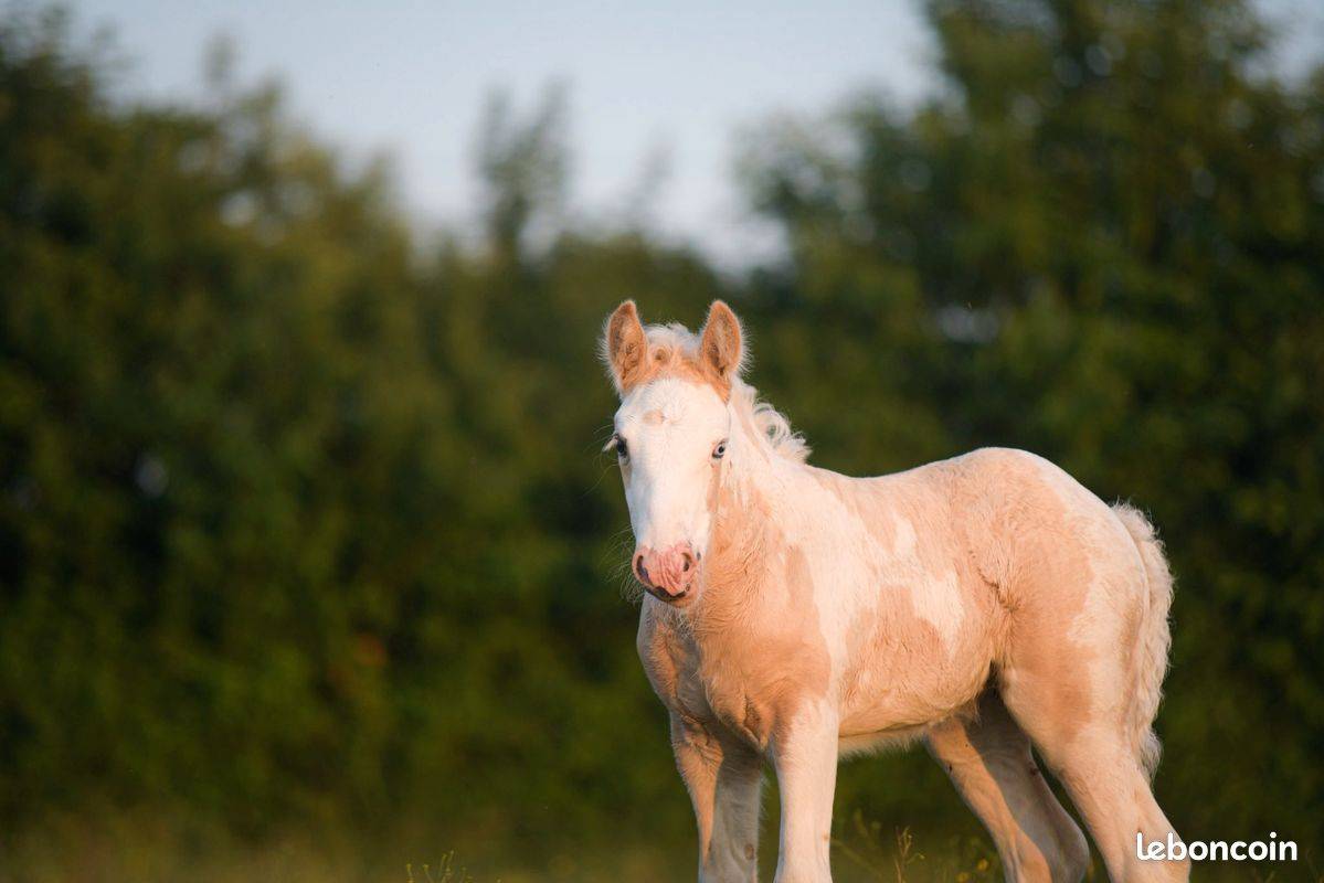 Puledra Gypsy Cob In vendita 2025 Palomino