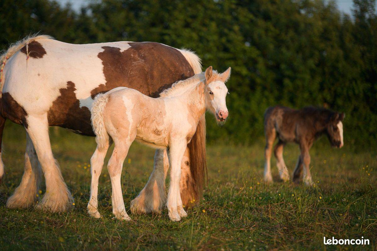 Puledra Gypsy Cob In vendita 2025 Palomino