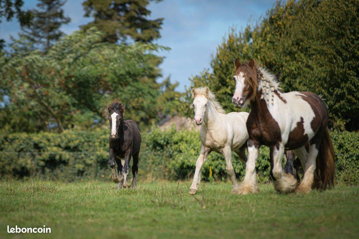Puledra Gypsy Cob In vendita 2025 Palomino