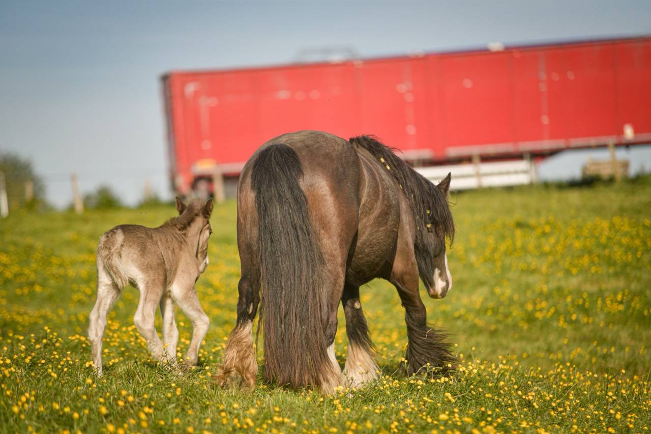 Cavalla Gypsy Cob In vendita 2022 Altro colore