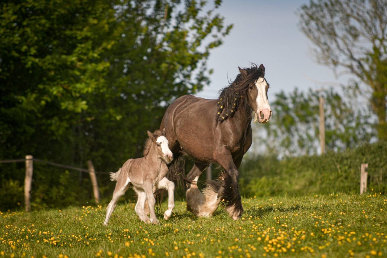 Cavalla Gypsy Cob In vendita 2022 Altro colore