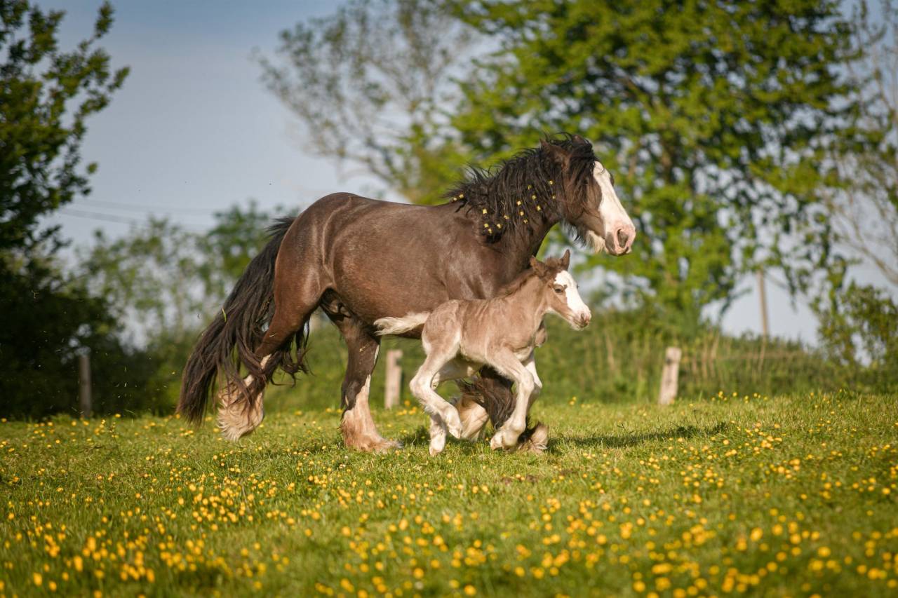 Cavalla Gypsy Cob In vendita 2022 Altro colore