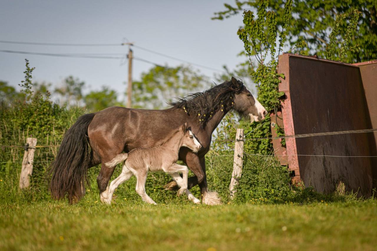 Cavalla Gypsy Cob In vendita 2022 Altro colore