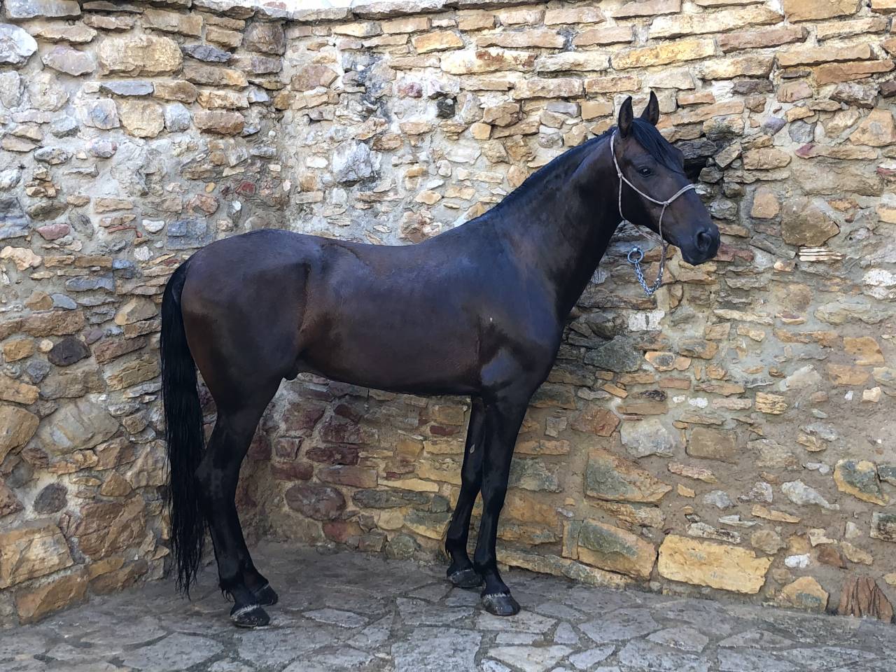 Castrone PRE Andaluso In vendita 2016 Altro colore ,  Fant&aacute;stico RB II
