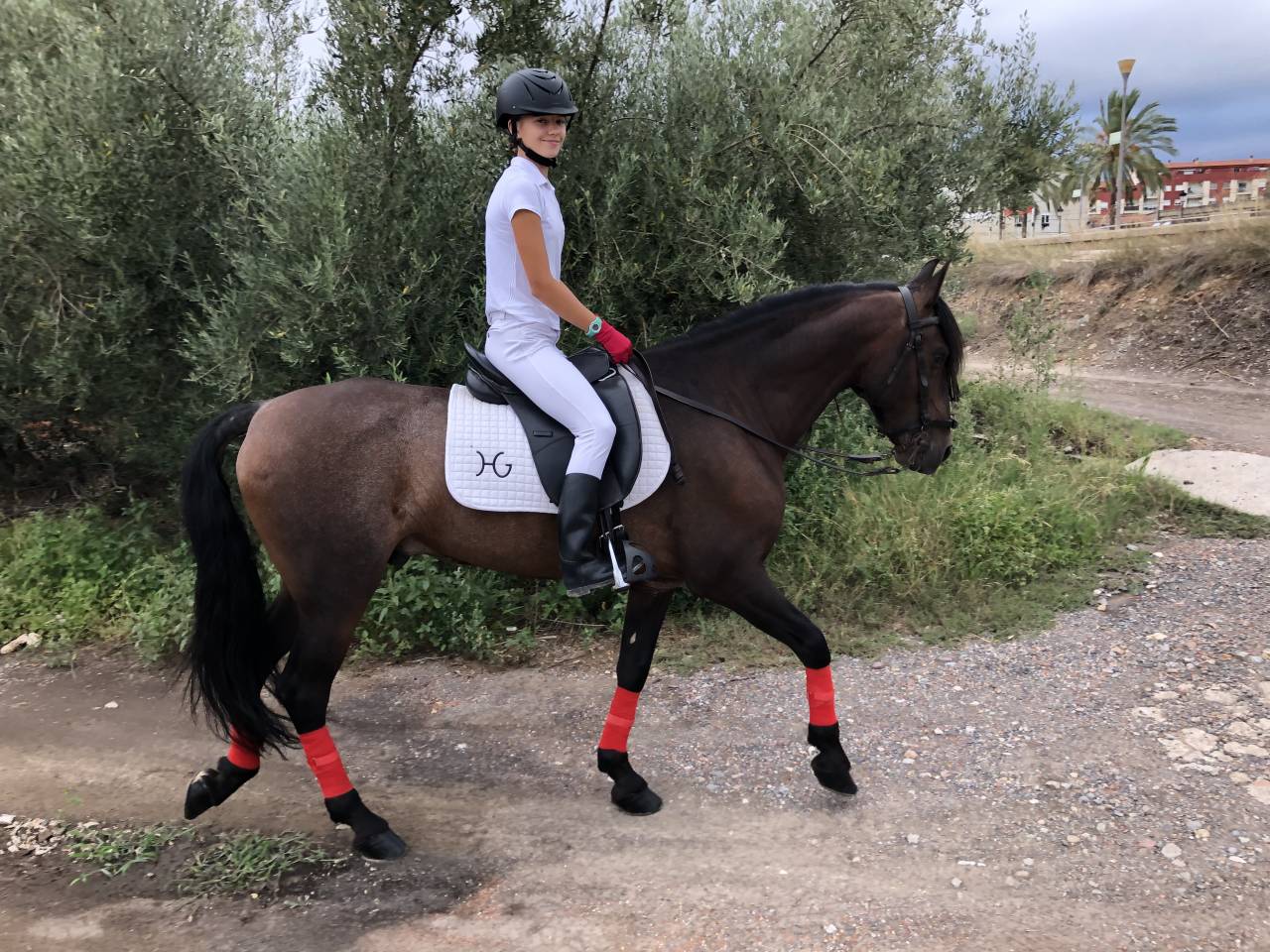 Castrone PRE Andaluso In vendita 2016 Altro colore ,  Fant&aacute;stico RB II