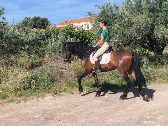 Castrone PRE Andaluso In vendita 2016 Altro colore ,  Fant&aacute;stico RB II
