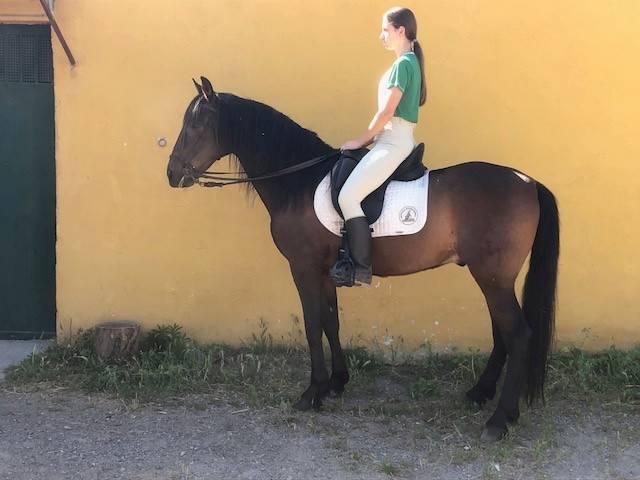 Castrone PRE Andaluso In vendita 2016 Altro colore ,  Fant&aacute;stico RB II