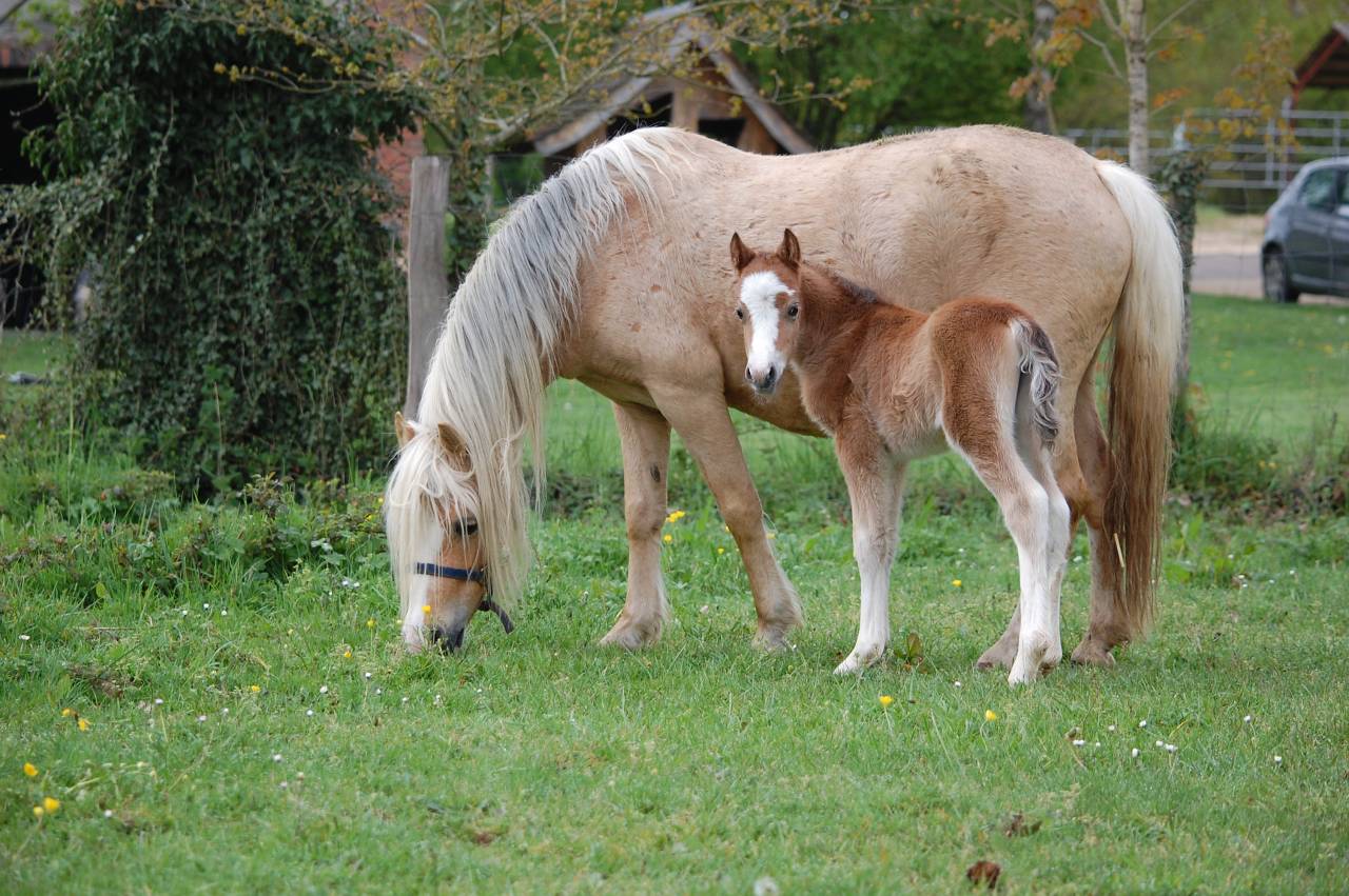 Puledra Welsh Poney (Sezione A) In vendita 2026 Isabella ,  BOOTHSDALE STARFIRE
