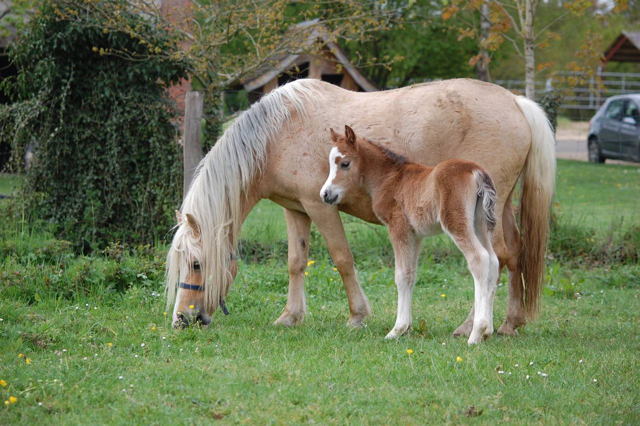Puledra Welsh Poney (Sezione A) In vendita 2026 Isabella ,  BOOTHSDALE STARFIRE