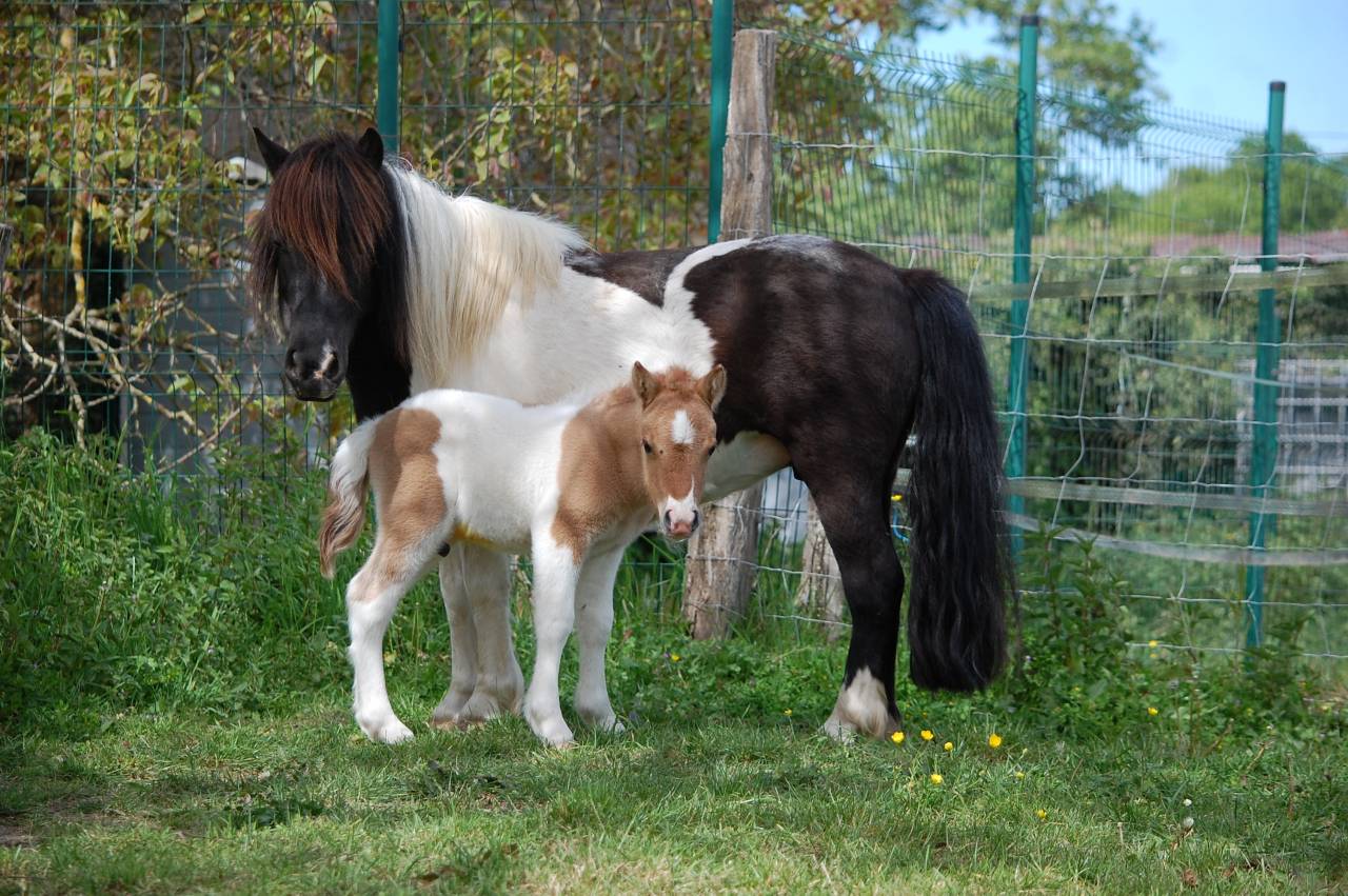 Puledro Shetland In vendita 2026 Pezzato ,  Artaban des Cles