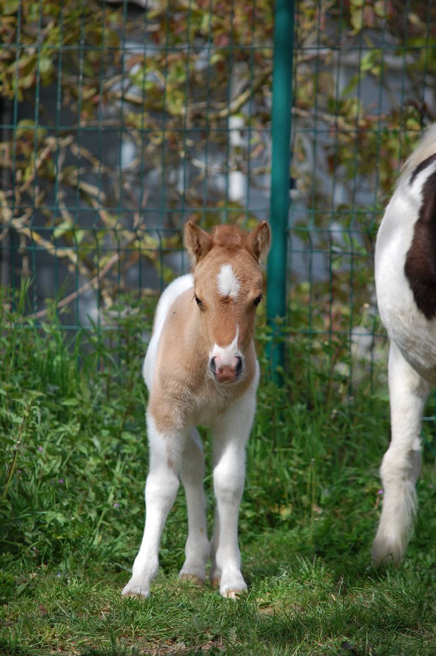 Puledro Shetland In vendita 2026 Pezzato ,  Artaban des Cles