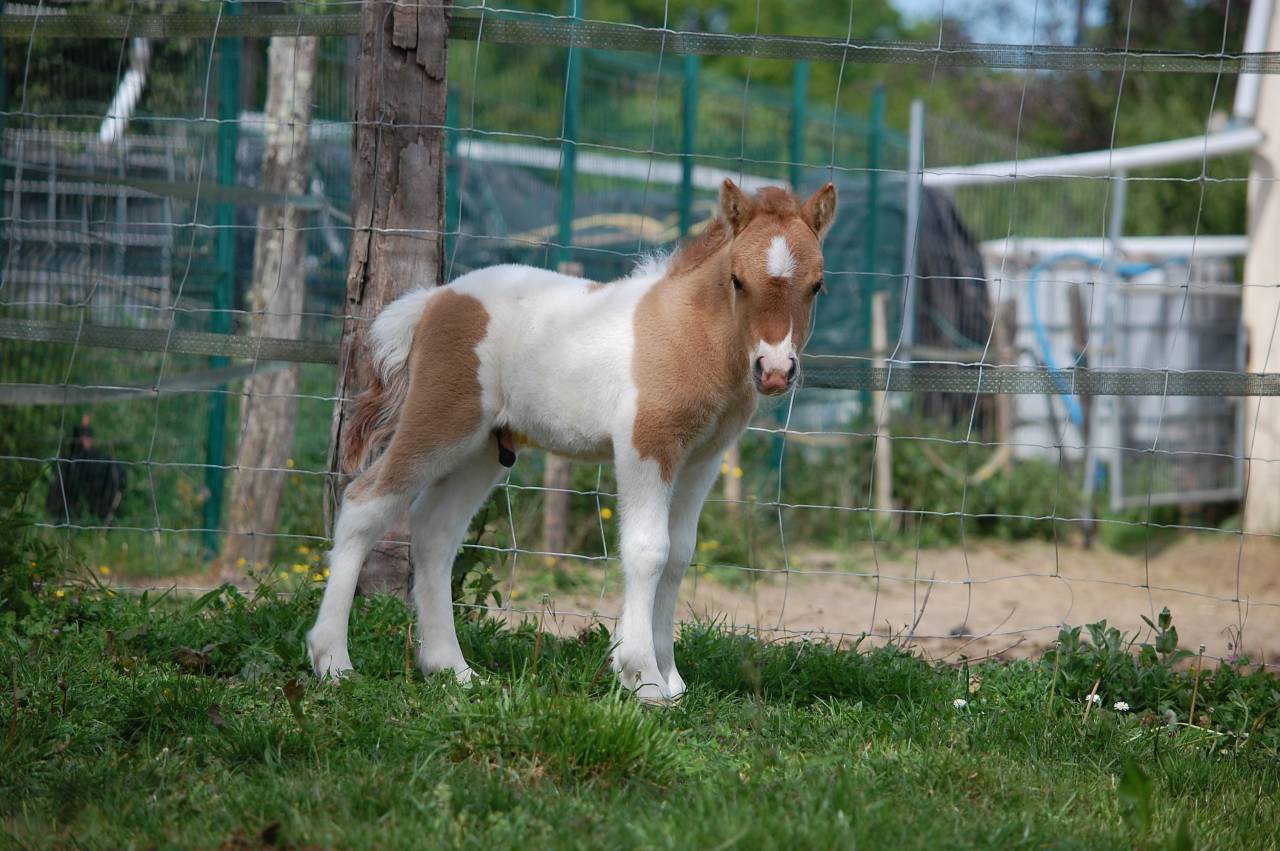 Puledro Shetland In vendita 2026 Pezzato ,  Artaban des Cles